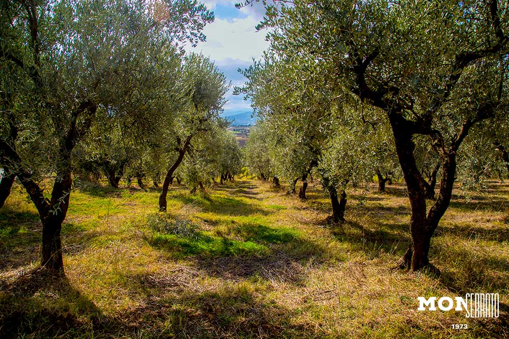 Pic-nic in oliveto